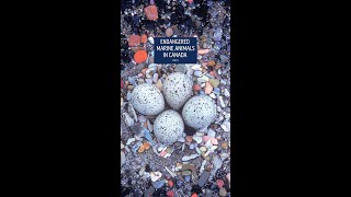 Endangered Piping Plover Protecting One of Canadas Smallest Shorebirds  World Migratory Bird Day [upl. by Eiramenna]