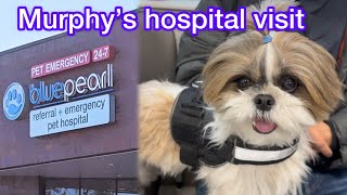 Update on Murphy’s hospital visit Got 1900 bill🤯 murphytheshihtzu803 [upl. by Ehtyaf]