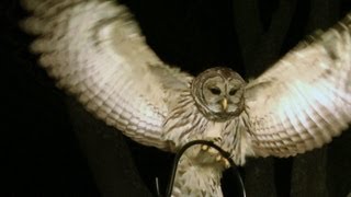 Barred Owl Amazing slowmotion FYV [upl. by Skelton62]