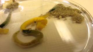 Balanoglossus capensis Cape Acorn Worm live and moving [upl. by Nuawed]