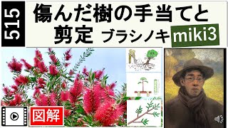 515 傷んだ樹の手当てと剪定。ブラシノキ Pruning brushwood bottlebrush。 Callistemon speciosus。 miki3 [upl. by Bourgeois]