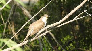 Yellowbilled Cuckoo by WillCFish Tips and Tricks [upl. by Ahsier130]