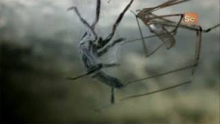 Monster Bug Wars Cellar Spider Vs WhiteTailed Spider [upl. by Winola]