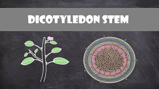 Dicot Stem Structure and Function  Plant Biology [upl. by Anniahs532]