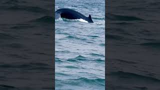 Whale watching Akureyri Iceland 🇮🇸🇮🇸 [upl. by Haras]