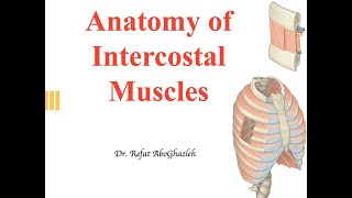 Anatomy of Intercostal Muscles [upl. by Leahcimsemaj]