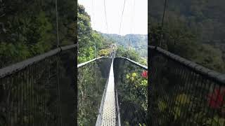 Walking the Highest Canopy in the Nyungwe Forest Fearlessly [upl. by Bezanson570]