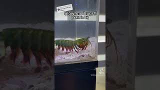 MANTIS SHRIMP punch in SLOWMO [upl. by Rubin81]