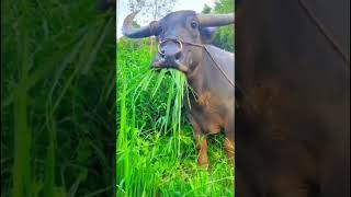 ধান খাচ্ছিস কেন জমির মালিক কে গিয়ে বলবো 🐸viralvideo video comedy foryou [upl. by Auqinehs317]