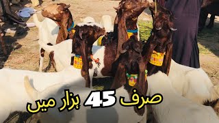 Bakra Mandi Latest Update ❤️ [upl. by Ingvar]