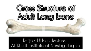 Gross Structure of Adult Long Bone SEEKOHسیکھو Long Bone Anatomy and Physiology by Dr Ijaz Ul Haq [upl. by Eilatam835]