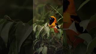 The Orangebacked Troupial is found shorts wildbirds trendingshorts [upl. by Milas]