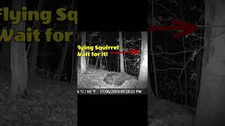 Flying Squirrels Do Exist shorts trailcamera wildlife trailcamvideo flyingsquirrel squirrels [upl. by Ylrrad]