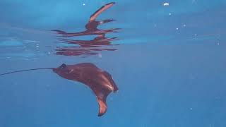 090824  Snorkelling with Mantas Rays Dives at Coral Garden amp Dhigurah Corner South Ari Maldives [upl. by Anni54]