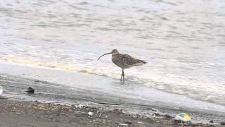 Eurasian curlew 大杓鷸 [upl. by Aramas]