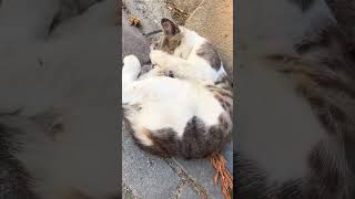 Uyku yaş mamadan daha tatlıymış 😻 cat kedi cats catlover catlovers 🎥thecorleone [upl. by Ndnarb]