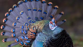 Ocellated Turkeys  The Peacock Of Turkeys [upl. by Davison]