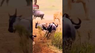 wildlion animals wildlions wildanimals lionsfight wildlife shortvideo vipdtk [upl. by Newol]