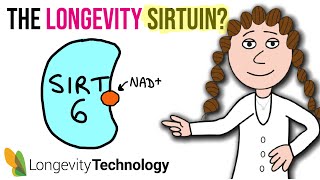 The longevity sirtuin – what you need to know about SIRT6 [upl. by Skerl]