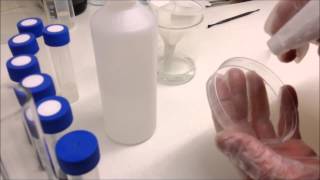 Sowing and sterilising orchid seeds from dry seed pods on to agar sowing media [upl. by Mitchiner]