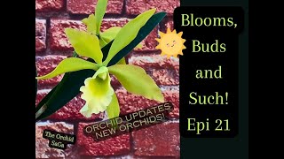 Blooms Buds and Such Epi 21 Orchid Updates [upl. by Petuu]