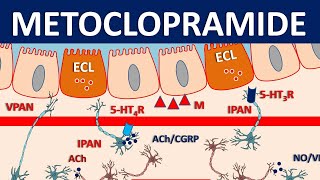 Metoclopramide Reglan  Mechanism precautions side effects amp uses [upl. by Mccall]