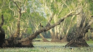 Tour Australia Kakadu National Park [upl. by Paver]