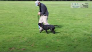 David Leavitt training a young Leavitt bulldog male in Europe [upl. by Panthia990]