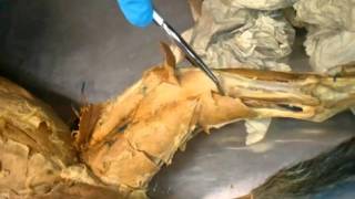 Cat Dissection Thigh Muscle Dissection anatomy [upl. by Webb]