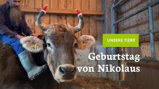 Unser Ochse Nikolaus feiert seinen 11 Geburtstag 🎉 [upl. by Aiyotal]