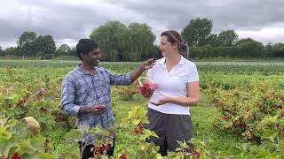 Grove farm 🍓 Redberry potatoes 🥔 carrot 🥕🫶❤️🏴󠁧󠁢󠁥󠁮󠁧󠁿🤞⬇️ [upl. by Anibur]