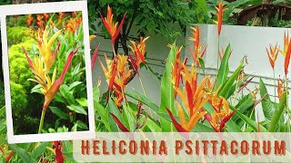 Heliconia Psittacorum  Parakeet flower  False bird of Paradise  Care amp Propagation [upl. by Idac108]