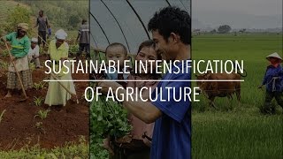 FAO Policy Series Sustainable Intensification of Agriculture [upl. by Adiaros905]