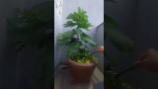 The Growth Journey of Fig Trees The Joy of Planting  Episode 286 [upl. by Nnyltiac435]