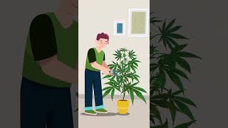 Pruning Cannabis [upl. by Borlow]