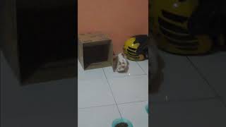 Chiko 15 Nov 2024 catlover cat kucinglucu kucing [upl. by Harragan]