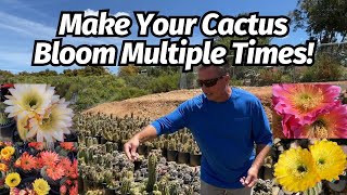 Make your Cactus Bloom Multiple Times  Brent Wigand torchcactus cactuscare [upl. by Adnovoj]