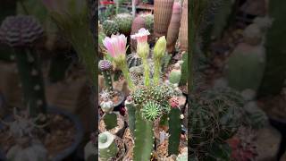 Lobivia Cactus flowerings [upl. by Nuncia339]