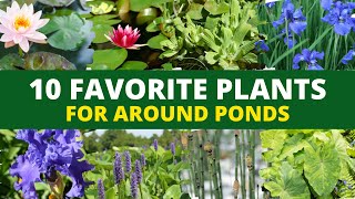 10 Favorite Plants for Around Ponds 🌿 [upl. by Gerri274]