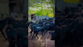 Osmanabadi goat farm9561852106 [upl. by Enimzzaj295]