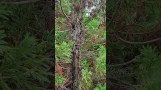 Cryptomeria turning brown Phomopsis Blight [upl. by Nerrual]