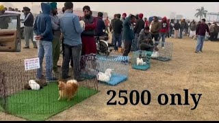 Cheapest Dog Market in India  Dog Price List 2024 [upl. by Dominga]