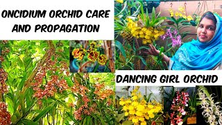 ONCIDIUM ORCHID CARE  ORCHID CARE IN MALAYALAM  HOW TO CARE AND PROPAGATE ONCIDIUM DANCING GIRL [upl. by Aiekram]