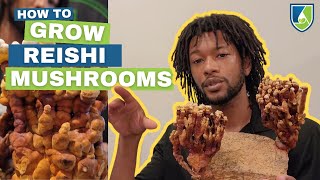 Grow Your Own Reishi Mushrooms at Home [upl. by Eidod735]