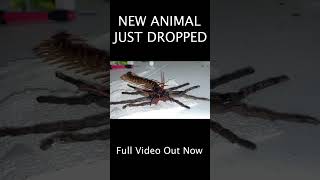 New animal just dropped [upl. by Elstan833]