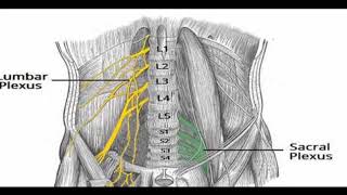 Two Minutes of Anatomy Lumbar Plexus and Sacral Plexus [upl. by Nedyaj]