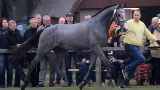 Duke B 2jähriger Hengst vom DiacontinusCalido Hengstkörung Verden 2016 Pferdezucht Papenhof [upl. by Cherri]