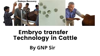 quotCattle Farmers Discover the Miracle of Embryo Transferquot [upl. by Eelegna588]