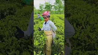 Chai ki kheti farmer farming [upl. by Endo871]