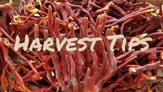 REISHI MUSHROOM PICKING AND PROCESSING TIPS Antler Style Reishi Grow [upl. by Aleihs]